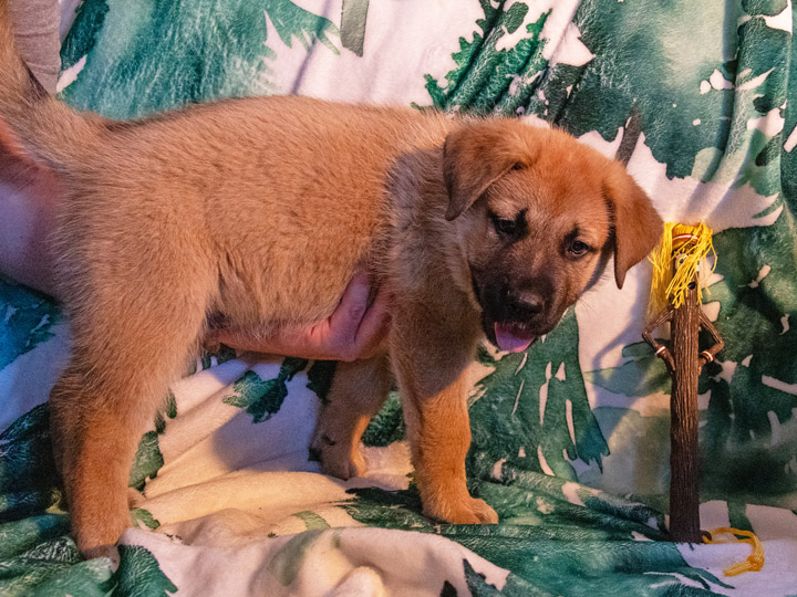 chinook puppy